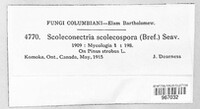 Scoleconectria scolecospora image